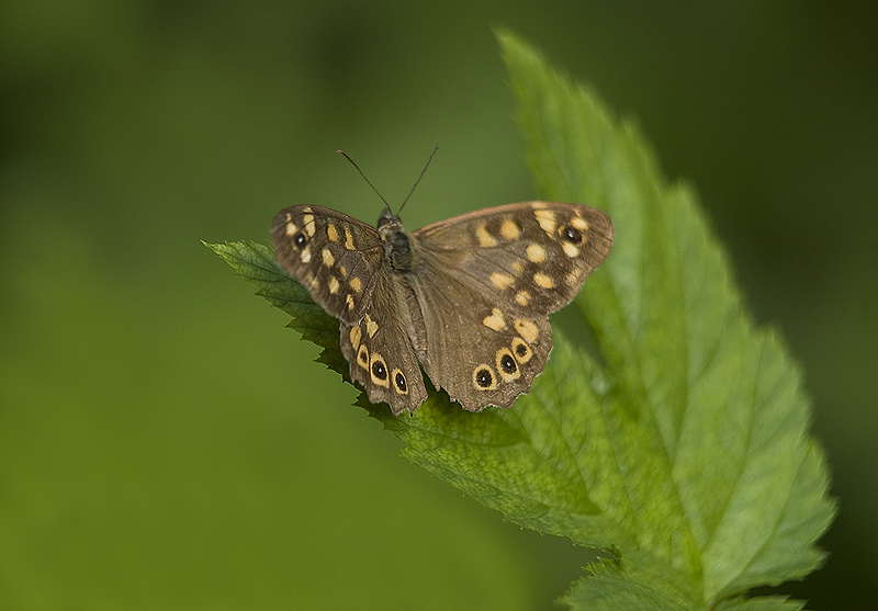 Pararge aegeria (Nymphalidae Satyrinae) e Rhodometra sacraria (Geometridae)
